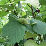 Mandžurijski lešnik